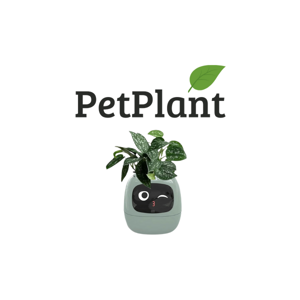 Ivy Smart Plant
